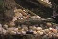 Click image for larger version

Name:	Newt.jpg
Views:	207
Size:	15.7 KB
ID:	257789