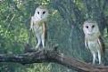 Click image for larger version

Name:	owls.jpg
Views:	123
Size:	3.4 KB
ID:	257817