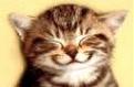 Click image for larger version

Name:	cat.jpg
Views:	106
Size:	2.5 KB
ID:	257856