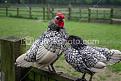 Click image for larger version

Name:	istockphoto_339681_Chickens.jpg
Views:	103
Size:	16.1 KB
ID:	257857