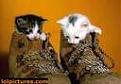 Click image for larger version

Name:	boots.jpg
Views:	119
Size:	3.0 KB
ID:	257866