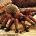 Click image for larger version

Name:	spider.jpg
Views:	85
Size:	4.3 KB
ID:	257910