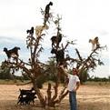Click image for larger version

Name:	me-goats.jpg
Views:	104
Size:	7.4 KB
ID:	257930