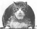 Click image for larger version

Name:	cat.jpg
Views:	98
Size:	2.8 KB
ID:	257940