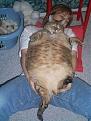 Click image for larger version

Name:	worlds fattest cat.jpg
Views:	91
Size:	84.4 KB
ID:	257956