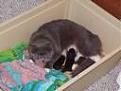 Click image for larger version

Name:	babykitten.jpg
Views:	85
Size:	2.7 KB
ID:	258048