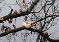 Click image for larger version

Name:	cat_in_tree.jpg
Views:	99
Size:	49.6 KB
ID:	258055