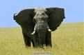 Click image for larger version

Name:	bull.jpg
Views:	111
Size:	2.3 KB
ID:	258058