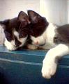 Click image for larger version

Name:	Bubble and Squeak.jpg
Views:	101
Size:	14.4 KB
ID:	258090