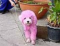 Click image for larger version

Name:	pink_dog3.jpg
Views:	129
Size:	18.6 KB
ID:	258132