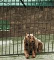 Click image for larger version

Name:	jeremy_the_sugar_puffs_bear.jpg
Views:	1473
Size:	39.1 KB
ID:	258835