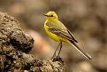 Click image for larger version

Name:	Yellow Bird.jpg
Views:	183
Size:	72.5 KB
ID:	261229
