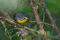 Click image for larger version

Name:	Busy Bee Bird.jpg
Views:	229
Size:	45.2 KB
ID:	261249