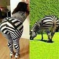 Click image for larger version

Name:	Zebra Pants.jpg
Views:	196
Size:	30.5 KB
ID:	261256
