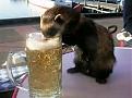 Click image for larger version

Name:	Beer Beaver.jpg
Views:	204
Size:	18.0 KB
ID:	262152