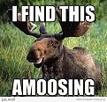 Click image for larger version

Name:	Amoosing.jpg
Views:	196
Size:	91.3 KB
ID:	262323