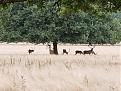 Click image for larger version

Name:	180818 - Richmond Park1.jpg
Views:	143
Size:	88.0 KB
ID:	262402