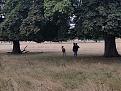 Click image for larger version

Name:	180818 - Richmond Park2.jpg
Views:	136
Size:	100.4 KB
ID:	262403