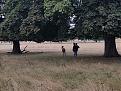 Click image for larger version

Name:	180818 - Richmond Park2.jpg
Views:	143
Size:	100.4 KB
ID:	262403