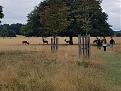 Click image for larger version

Name:	180818 - Richmond Park3.jpg
Views:	154
Size:	98.2 KB
ID:	262404
