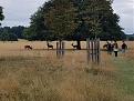 Click image for larger version

Name:	180818 - Richmond Park3.jpg
Views:	140
Size:	98.2 KB
ID:	262404