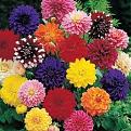 Click image for larger version

Name:	dahlias.jpg
Views:	157
Size:	15.1 KB
ID:	262960