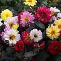 Click image for larger version

Name:	dahlia.jpg
Views:	173
Size:	11.3 KB
ID:	262961