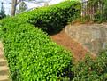 Click image for larger version

Name:	Hedge-tm.jpg
Views:	630
Size:	43.8 KB
ID:	263956