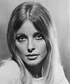 Click image for larger version

Name:	sharon tate 6.jpg
Views:	122
Size:	89.8 KB
ID:	264611
